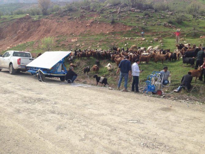 Hayvanlar, artık güneş enerjisiyle sağılacak