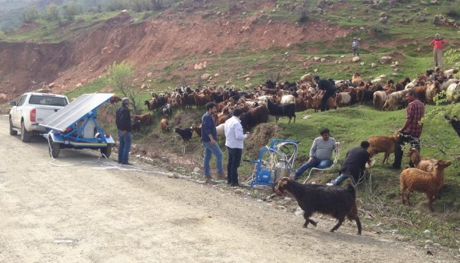 Hayvanlar, artık güneş enerjisiyle sağılacak