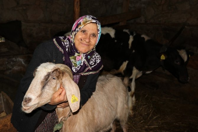 Canli Yaşli Köylü Çoban Şişko Türk