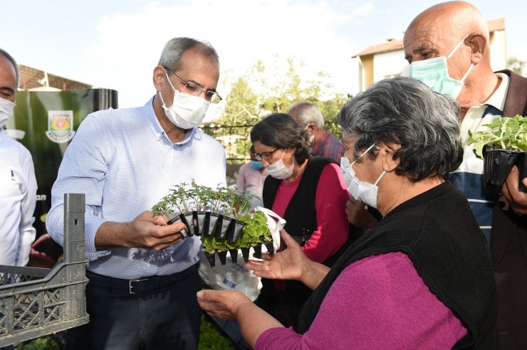 Ata tohumu ile yetiştirilen 300 bin adet fide üreticilere ücretsiz dağıtıldı