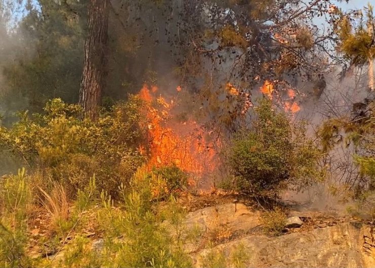 Alanya’da çıkan yangın yerleşim yerlerine sıçramadan söndürüldü