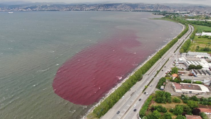 Sorumsuzlar İzmit Körfezi’ne ve dereye kan kusturdu