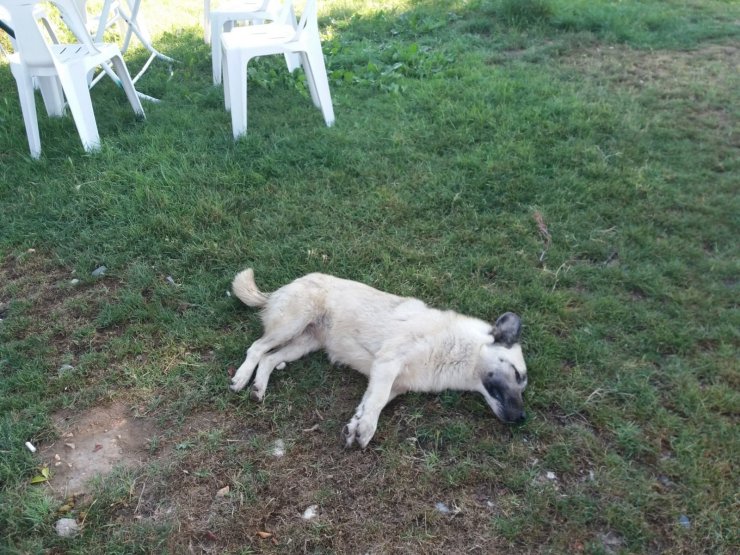 Köpekler telef edilince barınak görevlisi hastanelik oldu