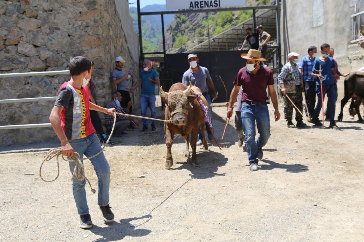 1 yılın aradan sonra Artvin’de boğa güreşleri yeniden yapılmaya başladı