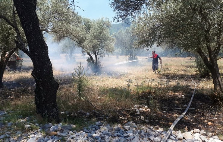 Muğla’da zeytinlik yangını