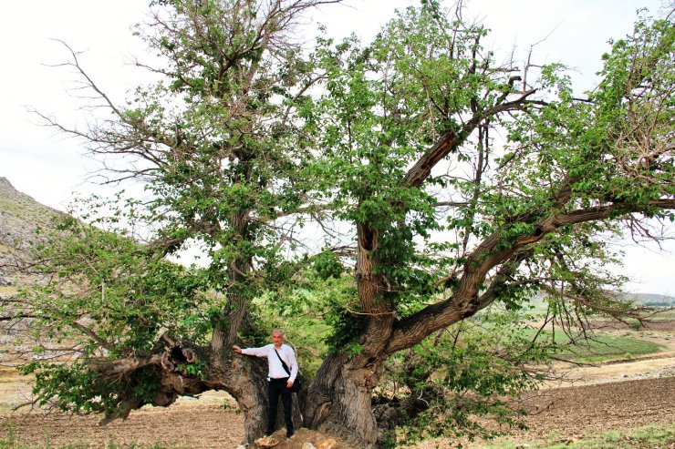 750 yıllık dut ağacı yıllara meydan okuyor