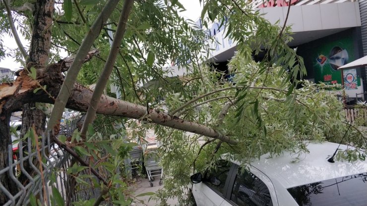 Samsun’da fırtına ağaçları yola devirdi