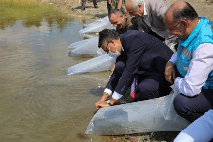 Kütahya’nın Eskiyüreğil Göleti’ne yavru sazan