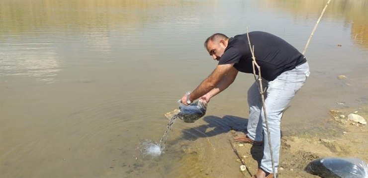 Malatya’da göletlere 120 bin yavru balık bırakıldı