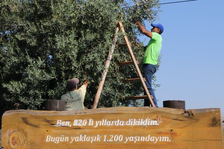 Bin 200 yaşındaki zeytin ağacından kasa kasa zeytin hasatı