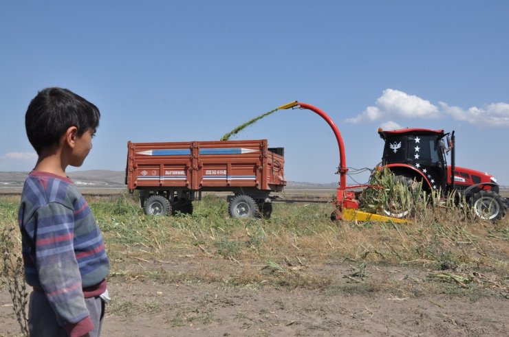 Kars’ta mısır sılajı hasadı başladı