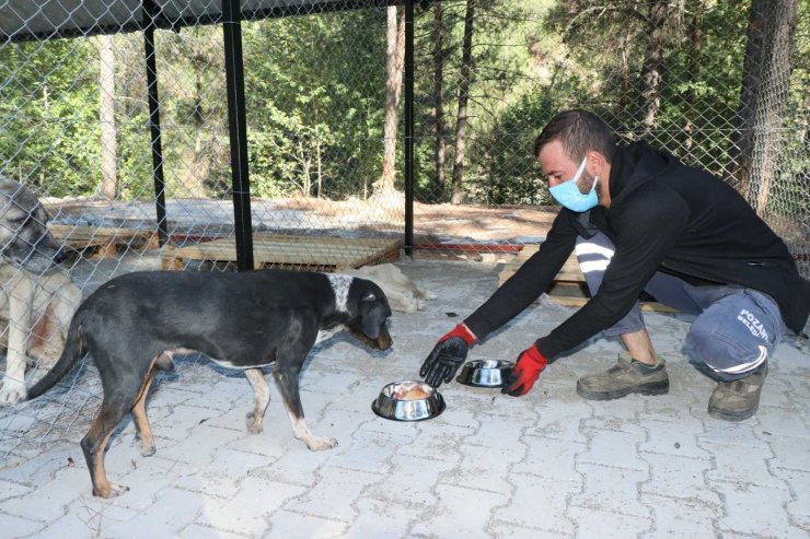 Pozantı’ya "Kısırlaştırma Merkezi" kuruldu