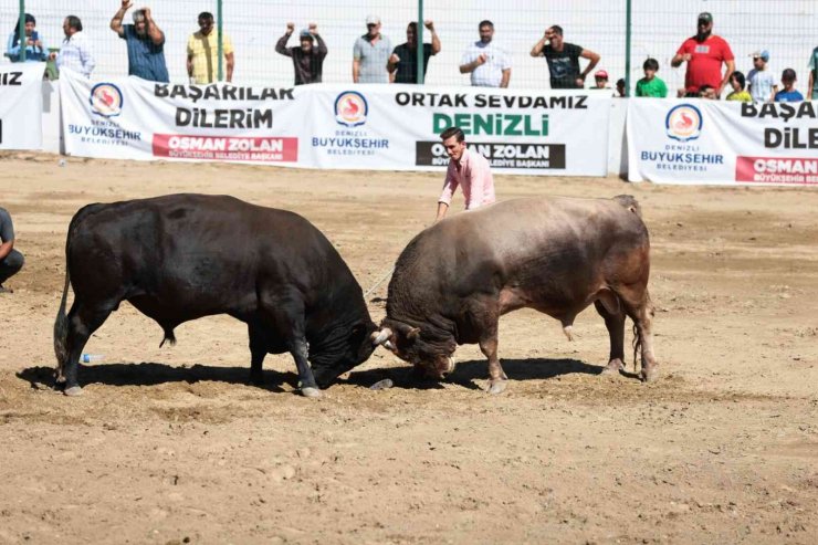 On binlerce Denizlili boğa güreşinin heyecanını yaşadı