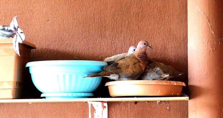 Kumru ve güvercin arasındaki yuva mücadelesi kötü bitti