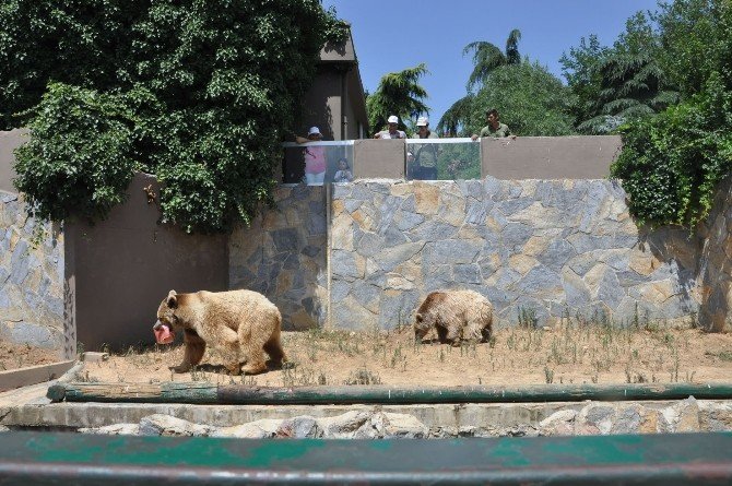 Türk Dayısının Karısını Siken Genç Şik Zoo Porno